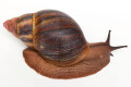 Archachatina marginata suturalis 1b adult, 11cm